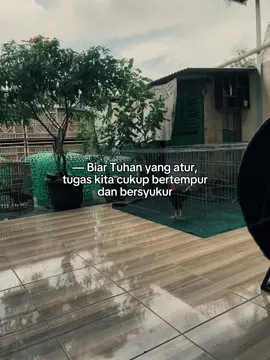 Tetap semangat luuurr #ayambangkoksuper #ayambangkokindinesia #ayamindonesia #ayampakhoy #ayambirma #ayammangon #ayampama #peternakmuda #peternakayam #fypage #fypシ゚ #basecampjago 