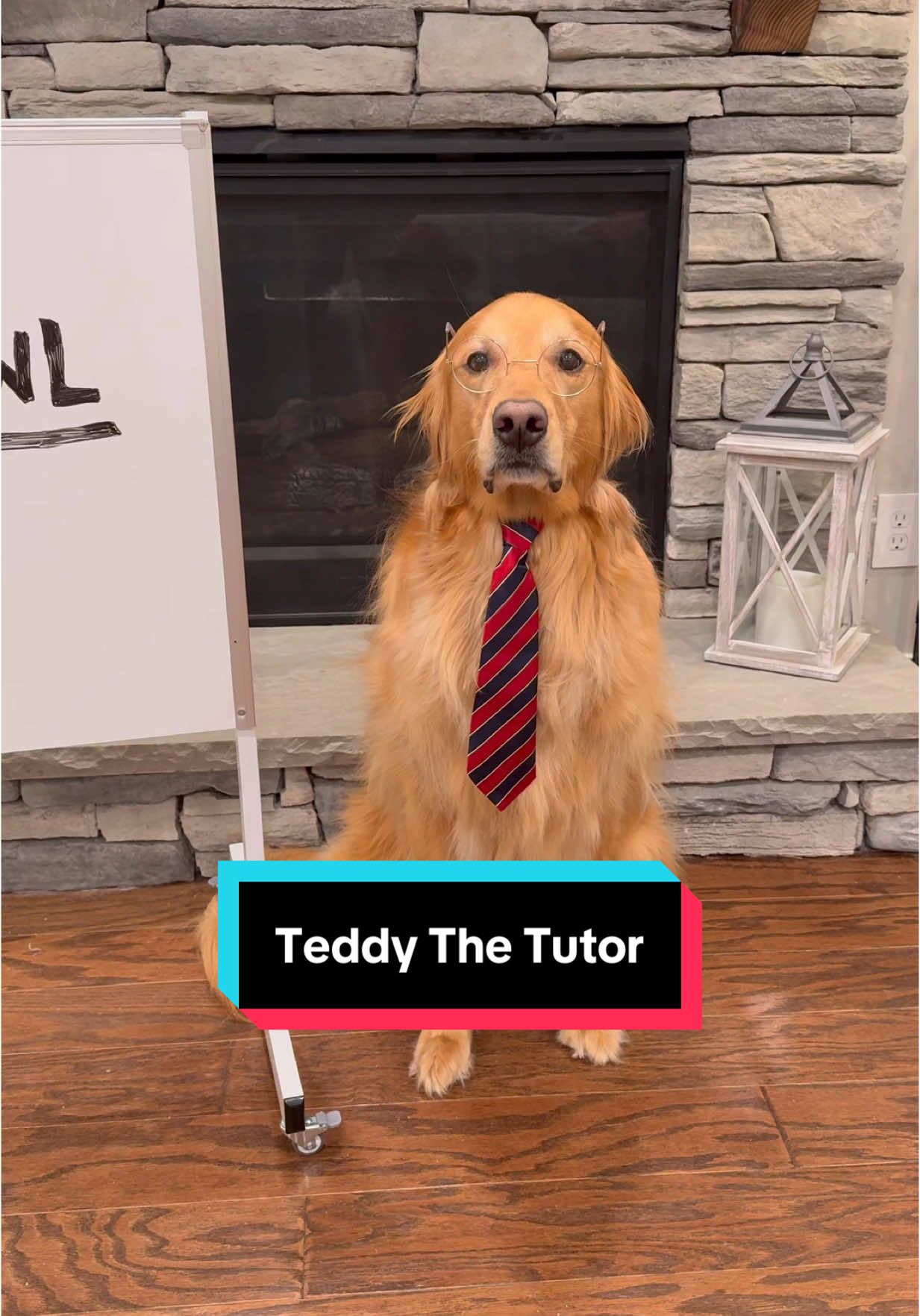 Teddy taught @Ruby how to spell! #dog #goldenretriever 