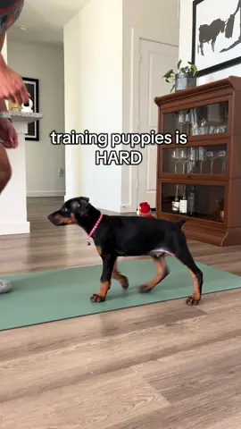 The frustration at the end 😅🤣😭 Reminder that you’re doing a GREAT JOB! Enjoy the journey and have fun with it :)  Hope you enjoy this throwback video during the beginning of our training journey. After building a solid obedience foundation, we began working with a professional trainer to take our learning to a new level. Training has been a great bonding experience for us to learn and grow together ❤️  #puppy #DogTraining #doberman 