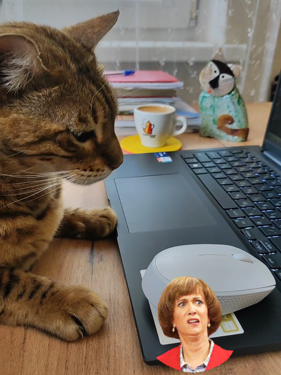 #funnycat #приколи #гумор #котики  #гумор #catsoftiktok 