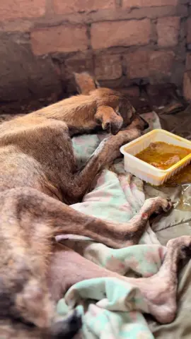 Leo needs your help!  A few days ago we rescued this little guy who was beaten heartless people and now can't walk. After a visit from the vet, the plan for his recovery is to have surgery and put him in a plaster cast. For that to happen, we need £620. Make sure Leo walks again; he deserves his life back. Thank you 🤗💖  All links available in the bio.#goviral #foryoupage #fyp 