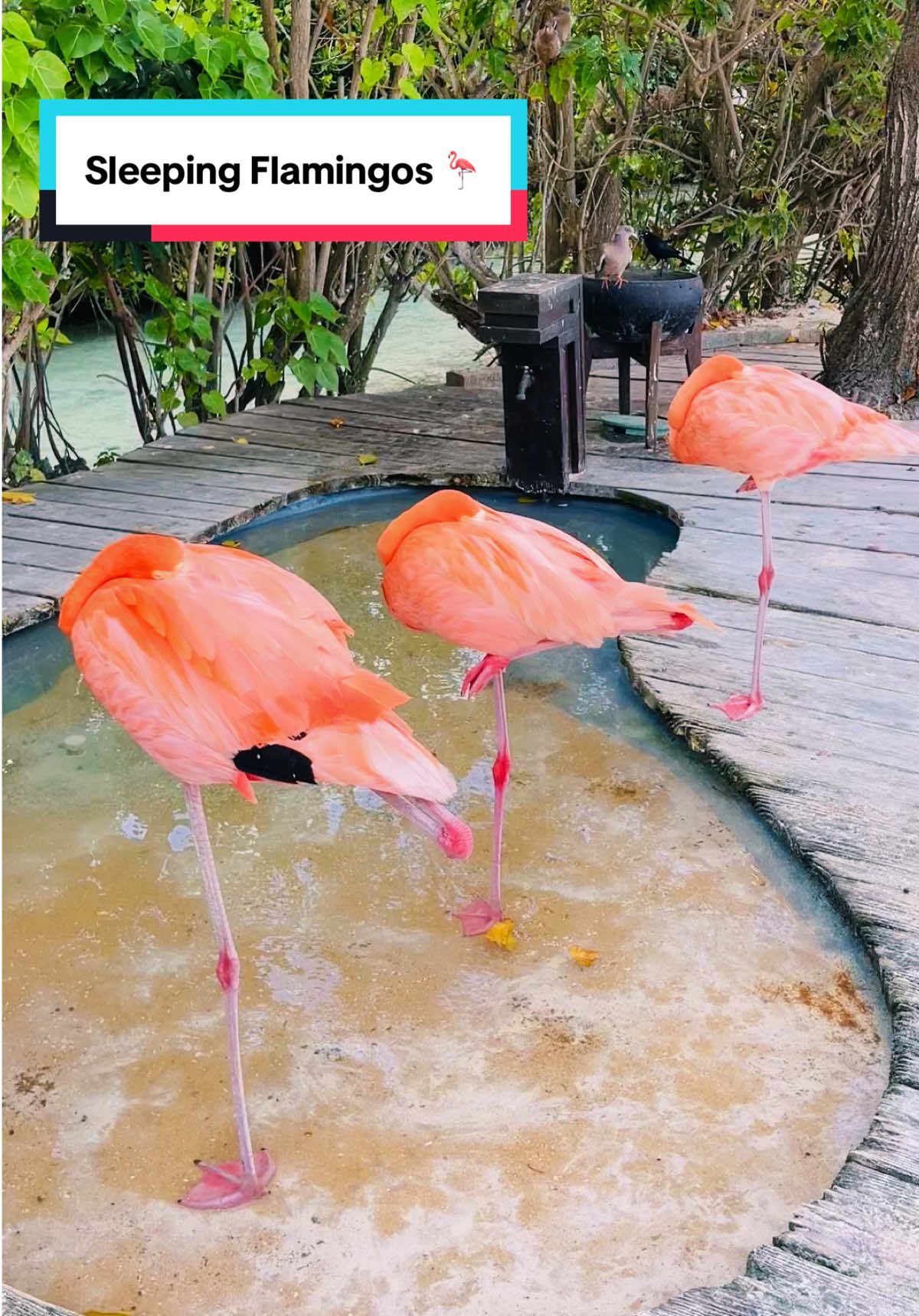 Sleeping flamingos…  Have you ever seen one before?  #flamingo #aruba #flamingobeach #explorefuntravel 