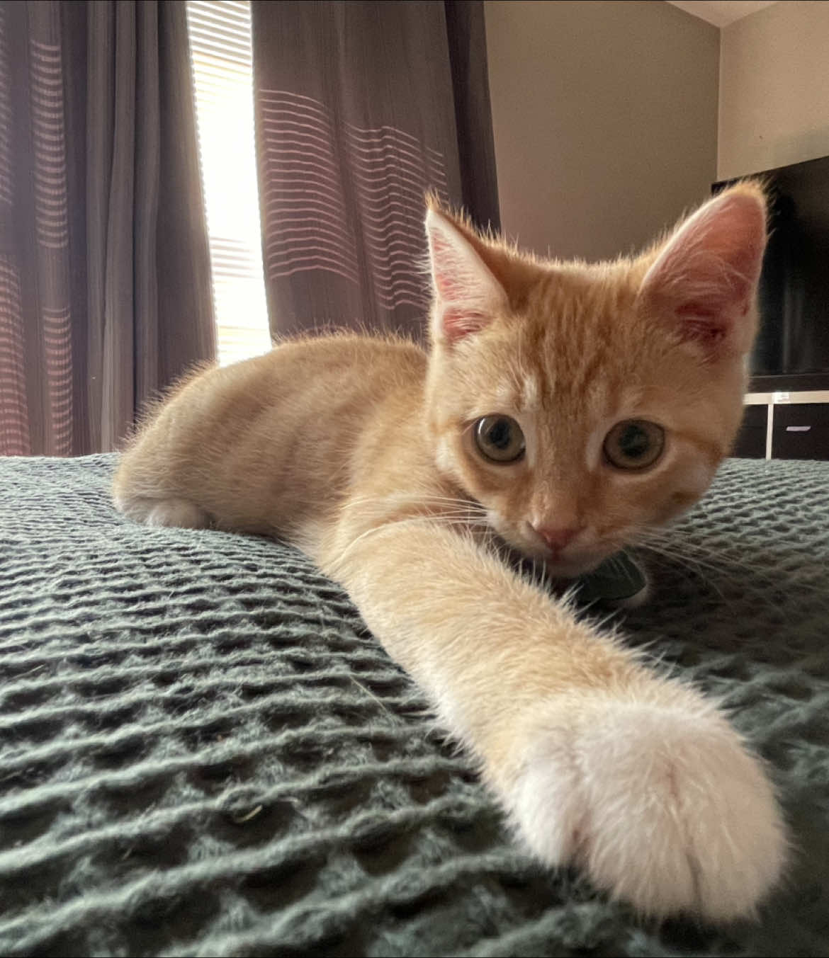 no mercy #catsoftiktok #PetsOfTikTok #orangecatbehavior #orangecat #catlover #fyp #fypシ゚viral 