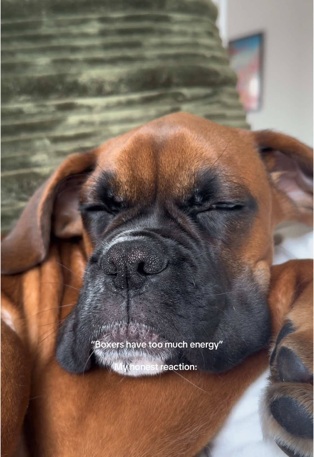 Mikey is a nap queen 💤  #boxerdog #boxerdogsoftiktok #dogtok #puppylove #boxer #boxerpuppy #puppylife #fyp 