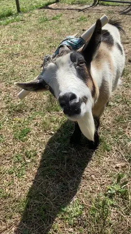 Did that goat just LAUGH!? 🐐🤣 #afv #funny