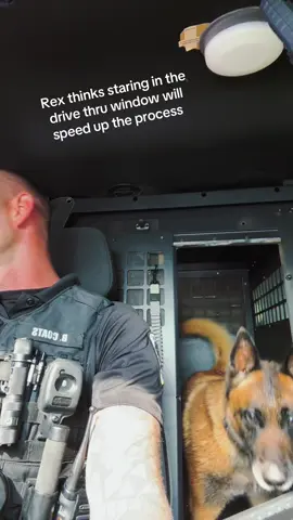 Pup cup side effects: Tail wags, Growls and Whines #k9softiktok #k9rex 
