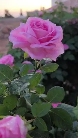 #🤍🤍🤍  أجعلني يالله راضيآ أينما طاف بي القدر#يسعدلي__اوقاتڪۘم 