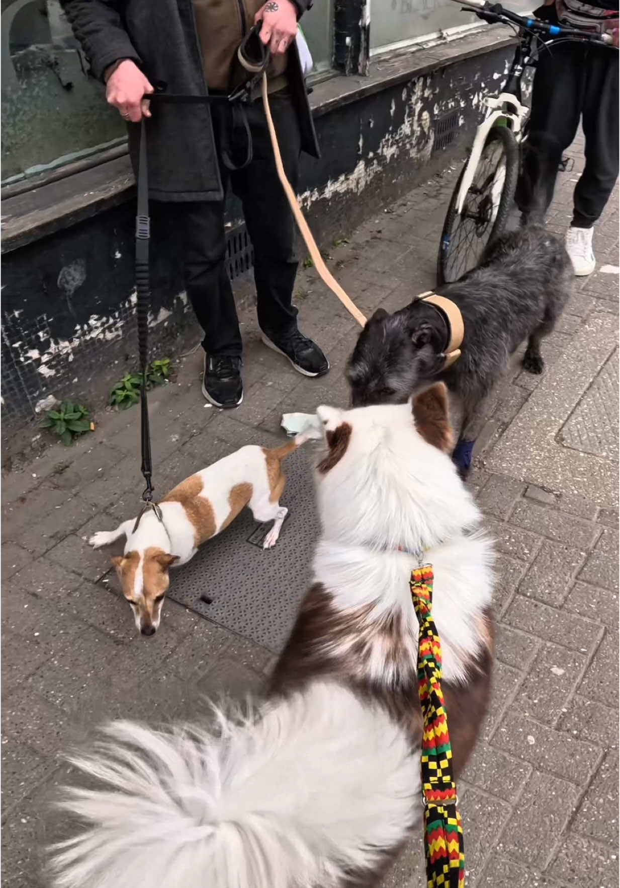 Unfortunately a Scottish deerhound  was abandoned in Gloucestershire.  If anyone’s able to help out, that would be amazing!! Hopefully Wolfie makes a full recovery!! #dogs #gloucester #fyp #dogs #pets #foryou #viral #uk #violasnow #fypp  