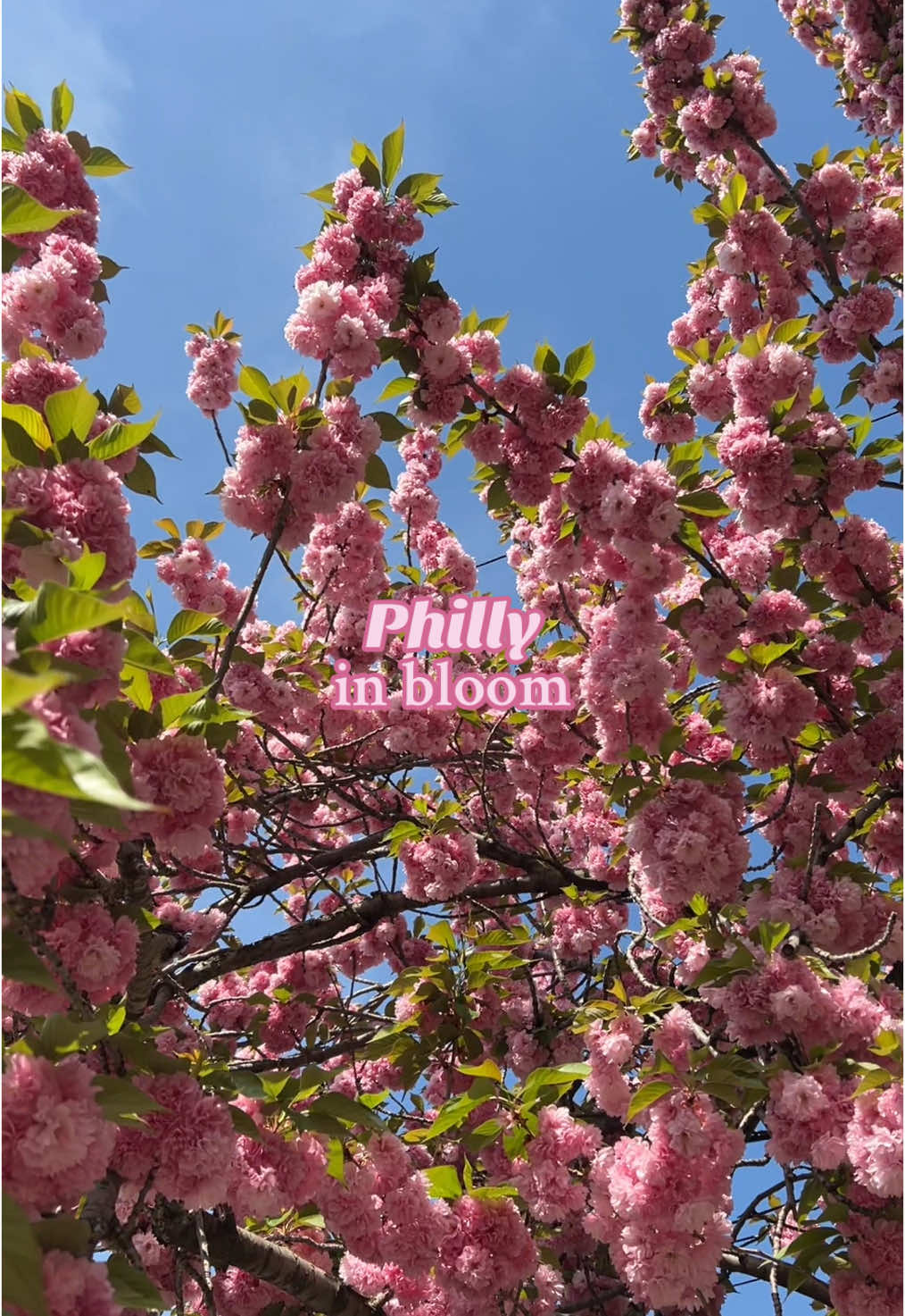 Springtime in the city 🌸 #Springtime #cherryblossomseason #cherryblossom #sakuratree #cherryblossomtree #springinthecity #springhassprung #SpringIsHere #philly 