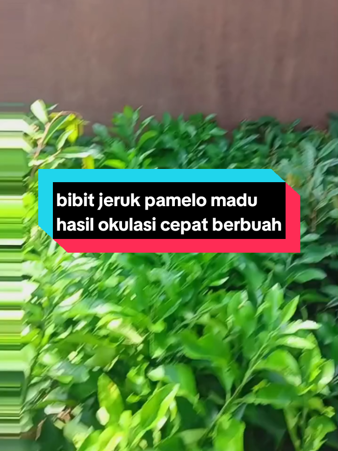 ready bibit jeruk pamelo madu hasil okulasi cepat berbuah #bibitjeruk#jerukpamelomadu#jerukbali#fypシ゚#bibitjerukpamelomadu 