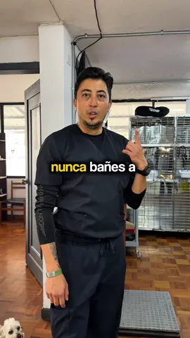 Nunca bañes a tus perros o sin antes saber estos pasos 🐶🤭 #baile #baileveterinaria #saludanimal #veterinariaquito #veterinaria24/7