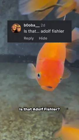 It’s actually very common for my little baby goldfish to go through a brief “Fishler” stage while transitioning colors. The ends of the fins and sometimes tip of the lips are the last parts to change colors. #fish #goldfish #aquarium #ranchu 