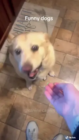 Dog eating compliation#fyp #dog #dogsoftiktok #eating #food #funn #discover #explore #compliation #eel #edit 