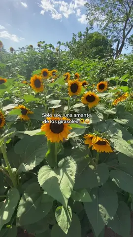 Amo los girasoles 💛🌻 Nunca nadie entendería la completa felicidad que me hace verlos y tenerlos.  #girasoles #campodegirasoles #eljardindegirasoles #paratii #pyf #amantealosgirasoles🌻💛🌻💛🌻 