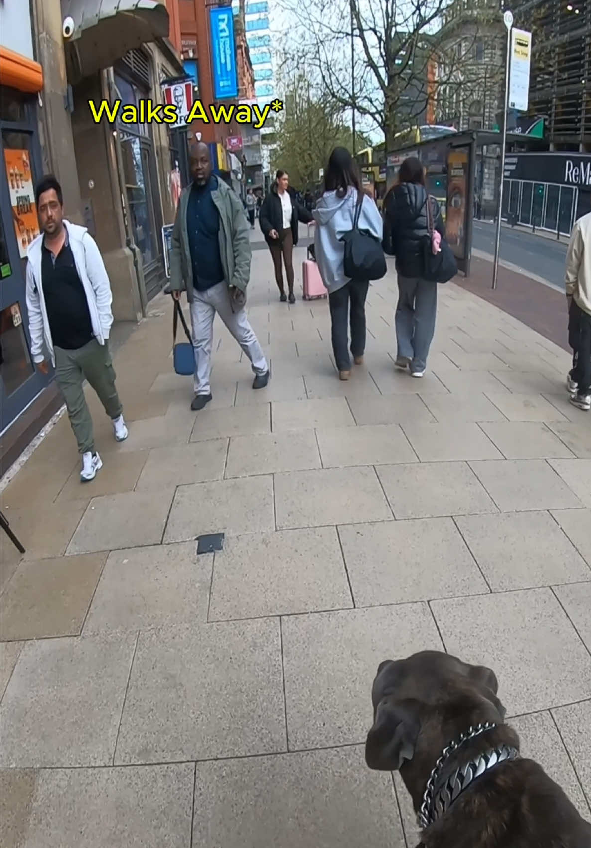 Be honest… what would be your reaction if you saw him? 🐾👇 #fyp #dog #canecorso 