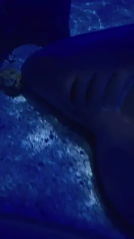 #SeeLifeAdventure #AquaticAnimals