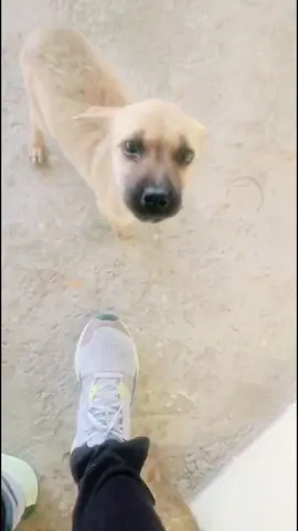 Llego a cambiarnos la vida 🫶🏻🥰❤️‍🩹🐶 la historia de Braulio Antonio…..  Lo encontramos en la basura ya esta para dejar este mundo y solo lo encontramos lo llevamos al veterinario pero ya no nos dio esperanza y luego de 3 dias pudo levantarse comer y así fue como nos cambió y nos sigue cambiando día a día 🫶🏻🫶🏻……  #cambios #vira #foryoupage #mascotas #cambio 