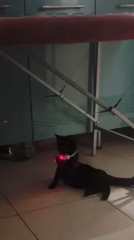 He Found Out The Mysteries Of The Laser😮 #cute#cutecat#cutecats#cats#cat#catsoftiktok#viral#fyp#4u#animaltiktok#blowup#greycat#animals#funny#funnycat