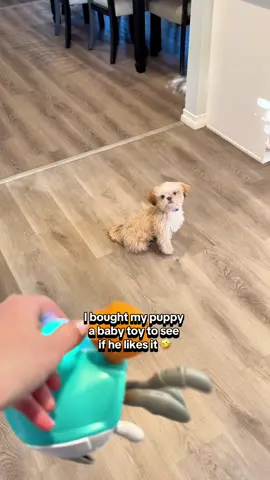 Tofu v Crab 🤣 #puppy #shihtzu #dogtoys 