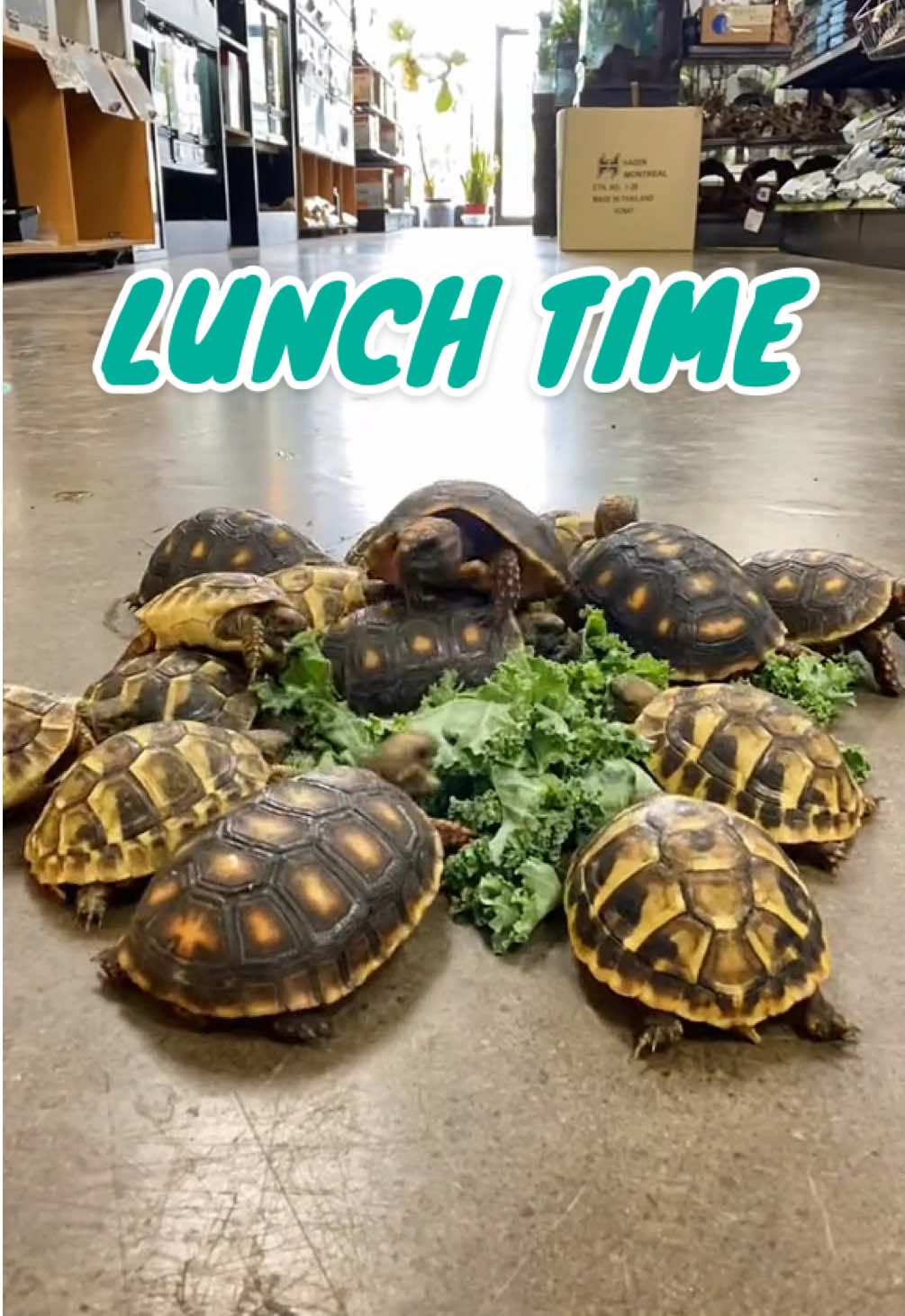 Nothing can get between a baby tortoise and a pile of lettuce 🙅‍♀️ #tortoises #tortoiselove #tortoiselover #tortoiselife #babytortoise #fyp