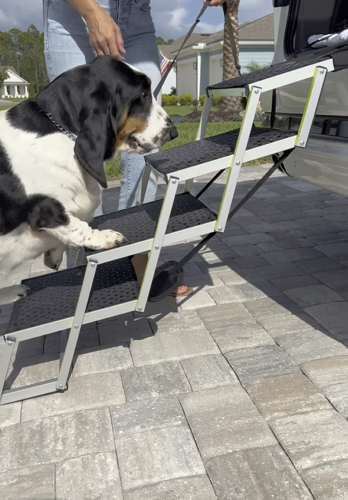 🤔How did I not know that I needed these collapsible stairs like FOREVER ago?!  ✅Super lightweight  ✅Compact and easy to store ✅Saves on chiropractor bills 🤣 ✅No more grunts from B when lifting her up So happy to collab with @Owleys Pet Car Accessories on this one…. You saved my back! ✅LINK is in our profile! #carstairs #doglife #dogs #dogmom #bassethound #dogsoftiktok 
