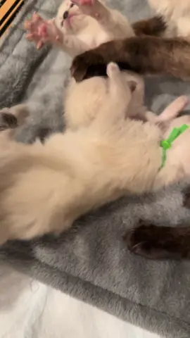Queen Prada’s kittens update 🥰 #fyp #kittens #cat #fypシ #cattok #cats #fy #kitten #fypage #foryoupage #catlover #siamese #balinese #kitty #kittycat
