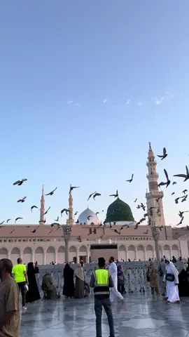 🫀🕊️#fyp #foryou #rozaerasool #madina #creatorsearchinsights #foryoupage #viralvideotiktok #masjidnabawi #fypage #goviral #foryoupage #trending #viral #foryoupage #tik_tok #viralvideo #fypシ゚ 