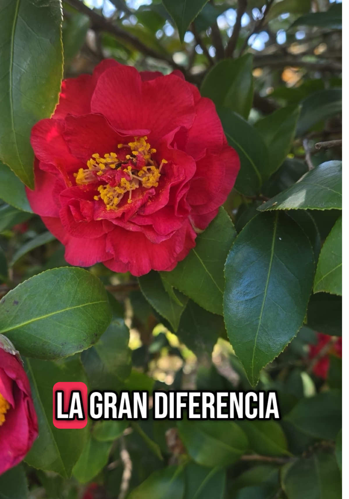 #flor#rosa#florhermosa#cuida#riega#megustas #teamo#🌹 #🌺 #reflexionesdelavida #consejos #reflexiones #reflexion #paratiiiiiiiiiiiiiiiiiiiiiiiiiiiiiii #fyp #fouryou #foryoupage #Viral #el #amor #es #asi #❤️ 