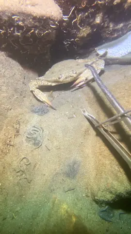 #diving #catchthesea #seaside #underwater #crab 