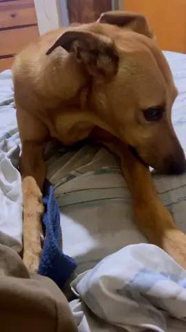 #perros #perritos #perritostiktokers #videoviral #mascotas #mascotastiktok #galga #foryouu #foryouuuuuu #ifyouarehappyclapyourhands #ifyouarehappy #dogsoftiktok #dogsofinstagram 