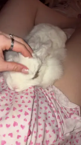 head scratches #rabbitsoftiktok #rabbit #bunnysnuggles #bunny 