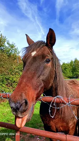 happy birthday my horse 🎉🎉 26 years  21 ans que tu partages ma vie .. je t'aime tellement.. le cheval de ma vie ❤️#natural #bienetre #horsesoftiktok #horsegirl #birthday #horses #mine #passion #bb #equestrian #equestriangirl #equestrianlife #
