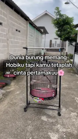ahayyy #kicau #kicaumania #murai #muraibatu #masukberanda 