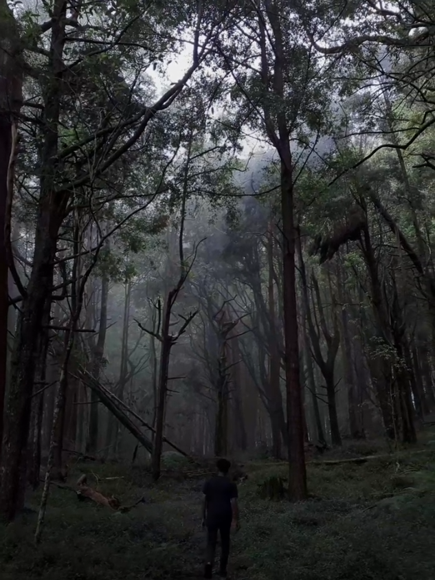 හුදකලාව මා දුටු හොදම කලාවයි💚 #naturebeauty #alone #vibes #naturelover #feel #calm #forest #foryou 