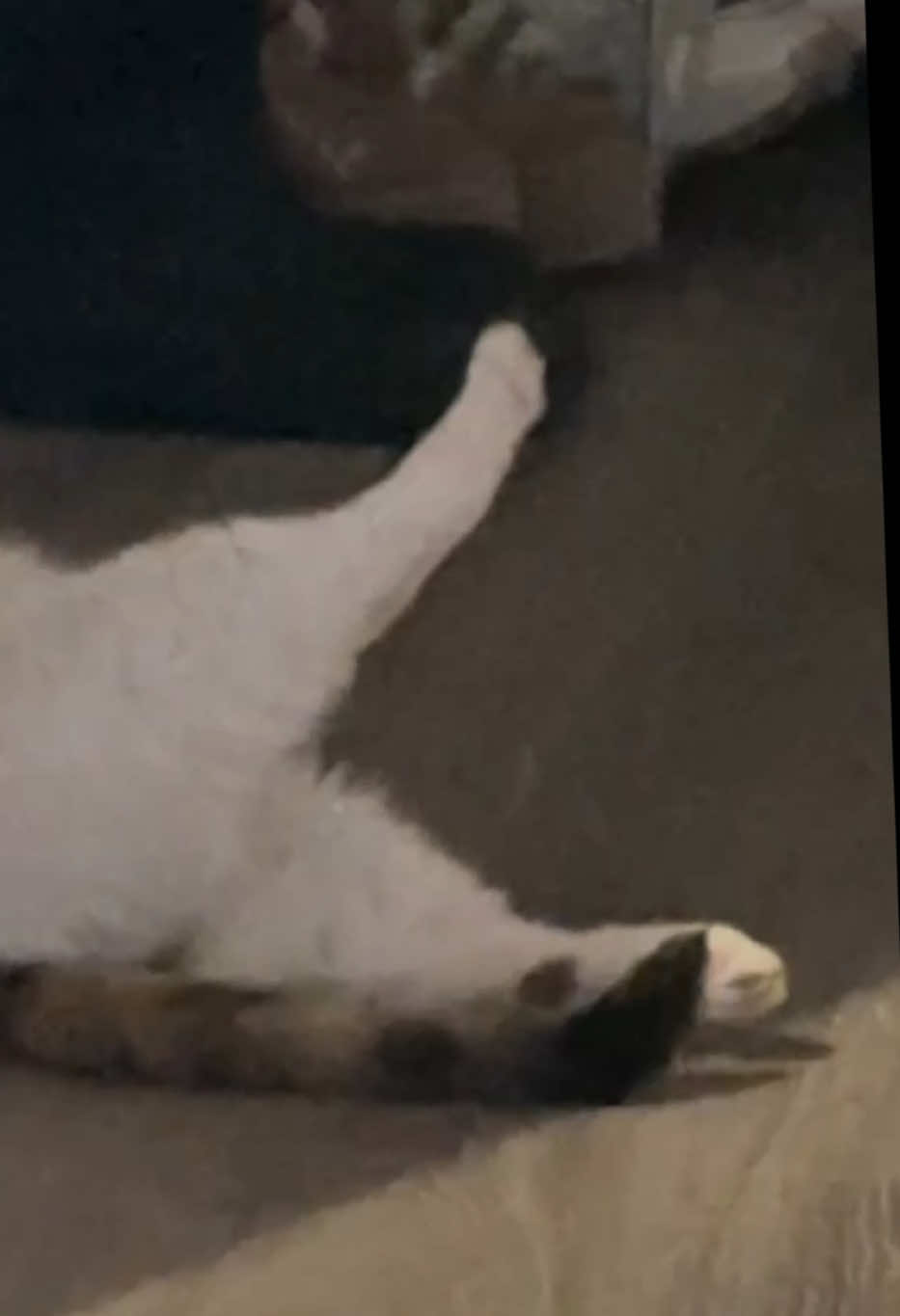 Балерина #ballerinacappucinna #ballerina #cat #memes
