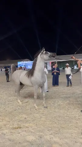 بطولة القصيم #بطولة_القصيم_للخيل_العربية#fyp#fy#القصيم#explore#horse#اكسبلور#fypシ゚viral🖤tiktok#