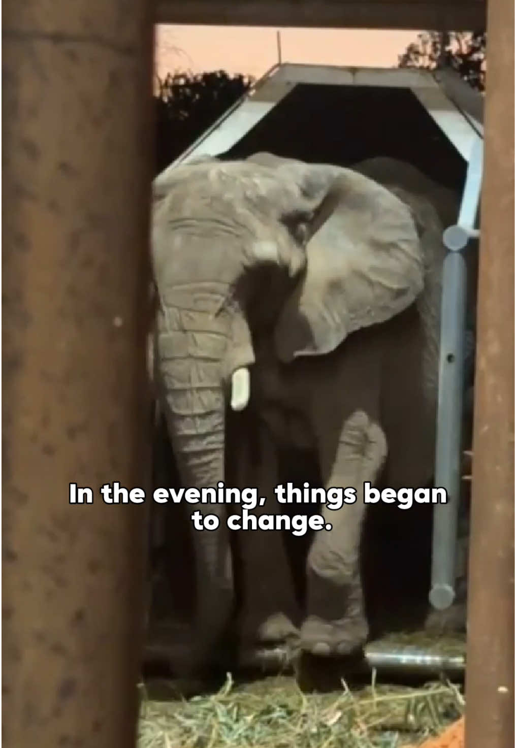 It’s been one week since the world watched Pupy take her magical first steps into her new life. Many of our supporters watched our live streams all day. Pupy would reach out with her trunk as far as she could, exploring her surroundings from the comfort of her crate. She would rush forward, and we would all hold our breaths as she dangled one foot over the soil. Then she would pull it back, and retreat to the back of her crate.  As the evening approached, she got more confident and began to rush forward even quicker and her dangling toes would come even closer to the ground. We saw determination in her posture and expression, and we knew that she was getting close. When the sun began to go down, the teams decided to change their approach. In a way, they became more in tune with the feeling of night at the sanctuary – calm, steady, but energized. They moved away from Pupy and began celebrating a caregiver’s birthday. But, as they sang to Leo, Pupy began to look confident. The party increased the energy in their singing and sang “happy birthday” in Spanish, English, and Portuguese. The gate to her crate had been open for about 7 and a half hours before she finally placed her front legs onto the ground to the sound of clapping and cheering. She still looked a little unsure when she brought her back legs down, but she quickly began to look more relaxed. When the live stream said goodnight to Pupy, she was calm and content. Looking back, it’s magical to see the evolving energy of Pupy, her caregivers, and those who were there to support her. Some moments seemed soft and relaxed, and others became almost electric. It was beautiful to hear the love and intention in her team’s singing and to see how Pupy gained the last bit of confidence that she needed to take that step. It was also so special to be able to see and feel the love and energy from our supporters who were watching from around the world. As Scott said in the live, we really could not do this without you. Pupy’s first step was the culmination of thousands of people working together to create a better world for elephants. We will always be deeply grateful for your donations, advocacy, and thoughtful words of support. #Elephants #elephant  #sanctuary #animalrescue #animallovers #funnyanimals #rescueanimals 