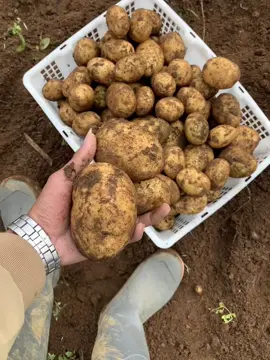 ABC siap beres🥔 #mafiasayurciwidey #fyp 