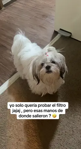 #humor #viral #comparte #amorperruno 