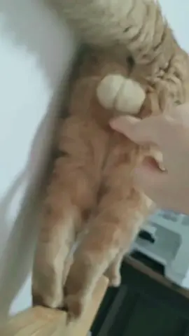 #cattesticles #categgchallenge #cat #catlovers #kittensoftiktok #furfamily #pet #sexycat #catok 