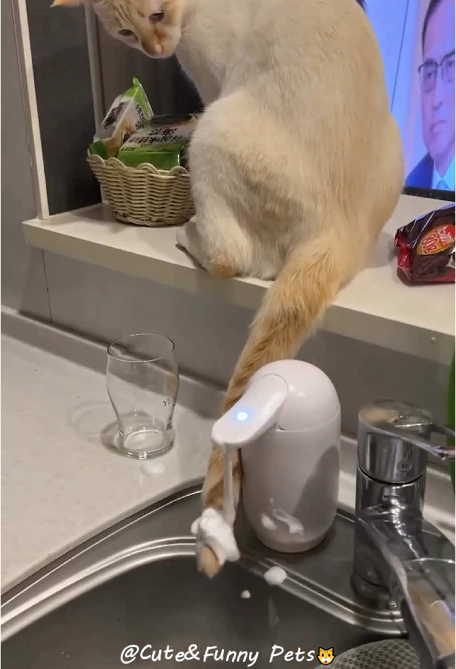 Part393丨Cats are not adapted to modern appliances!🤣🤣🤣#funnycats #funnyanimals #petvideos #cat #catsoftiktok #fyp #usa #longervideos #cats #fypage #fypシ゚viral #fyppppppppppppppppppppppp #catbaby #baby #babylove 
