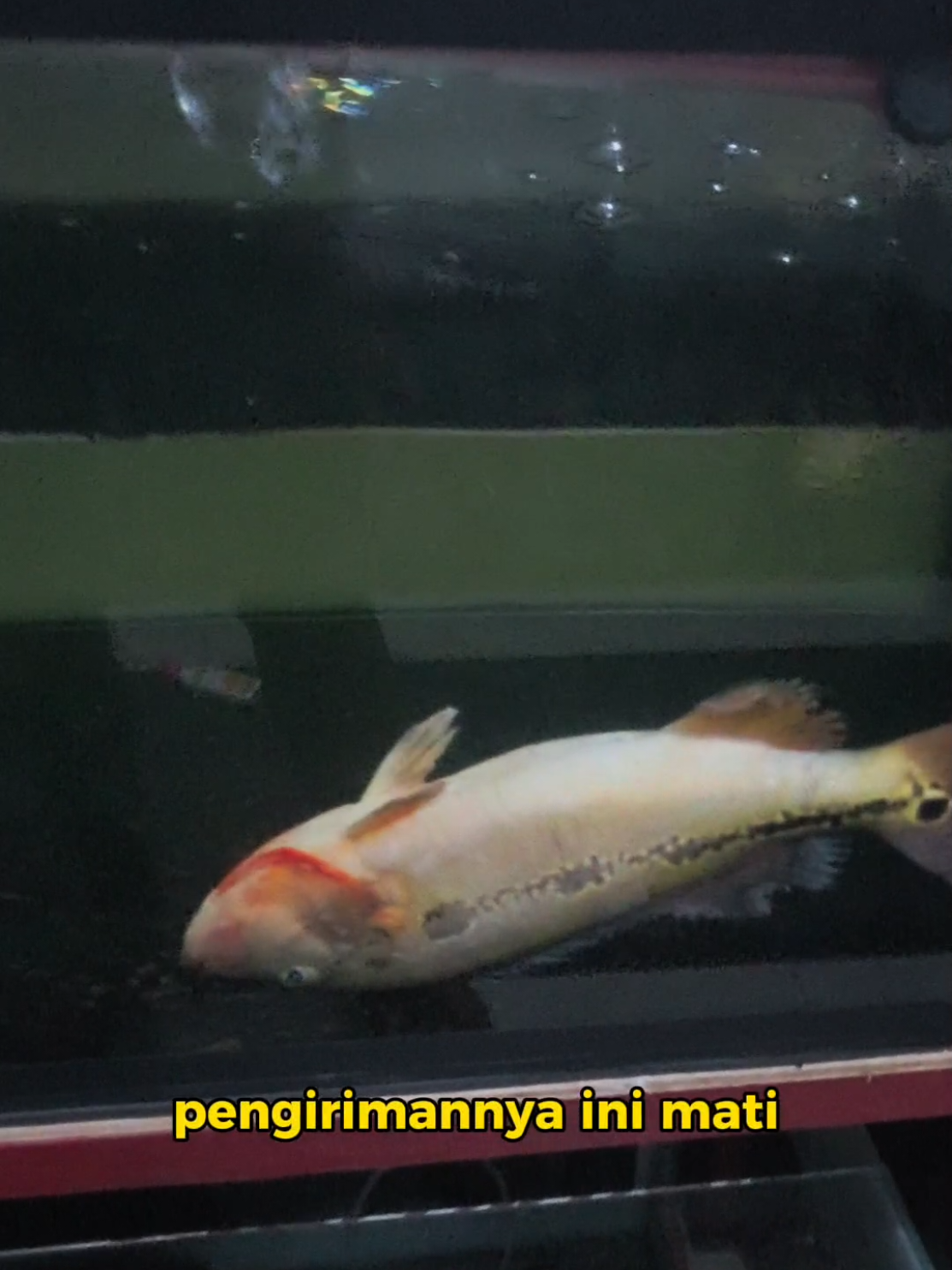 ang ang ang #predatorfish #tankpredator #ikanpredatorindonesia #predator #ikanhias 