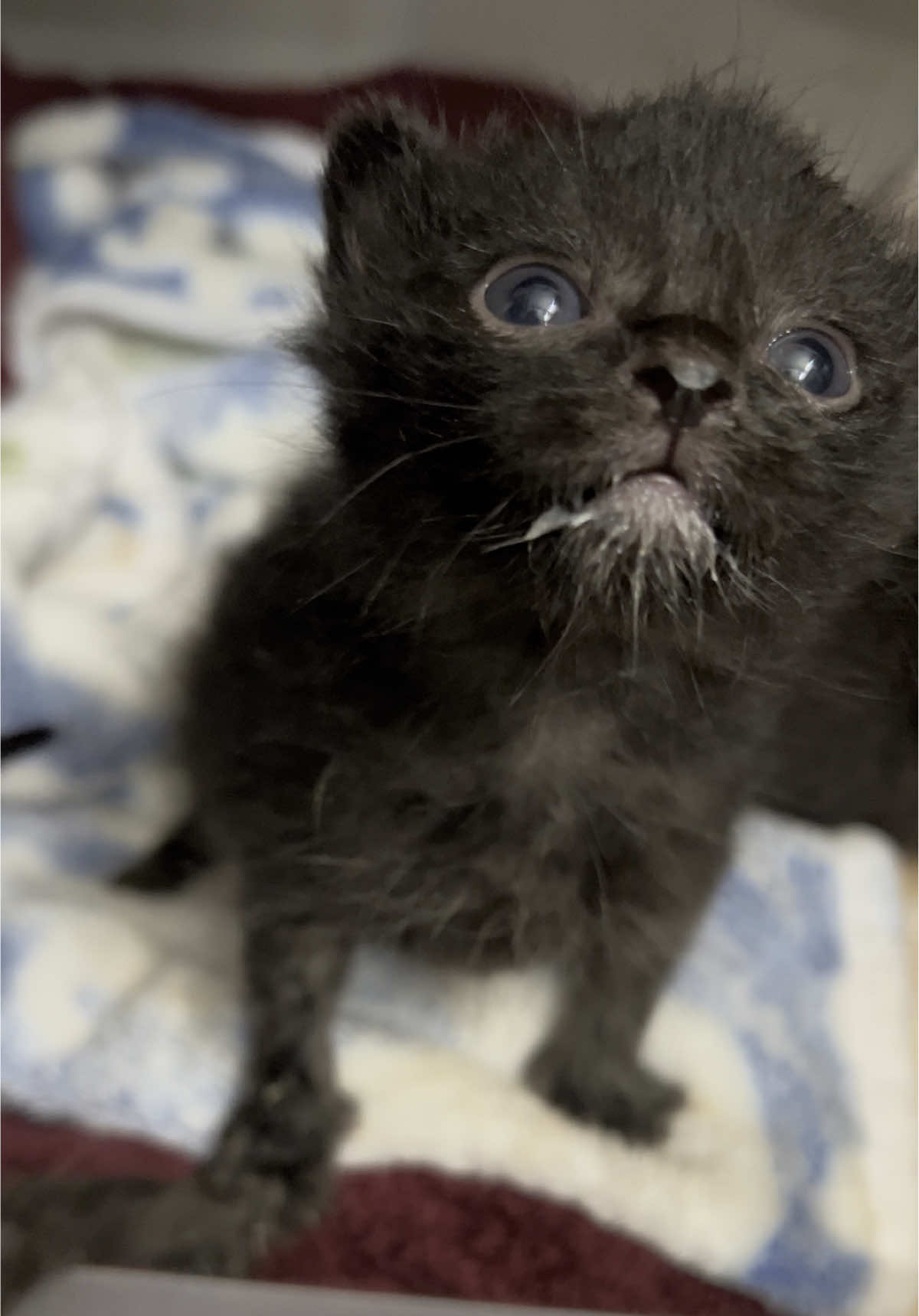 Listen up, she’s got something to say 🗣️ #kitten #foster #fosterkittens #rescue #adopt #blackcat #meow #milk ##announcement##fyp