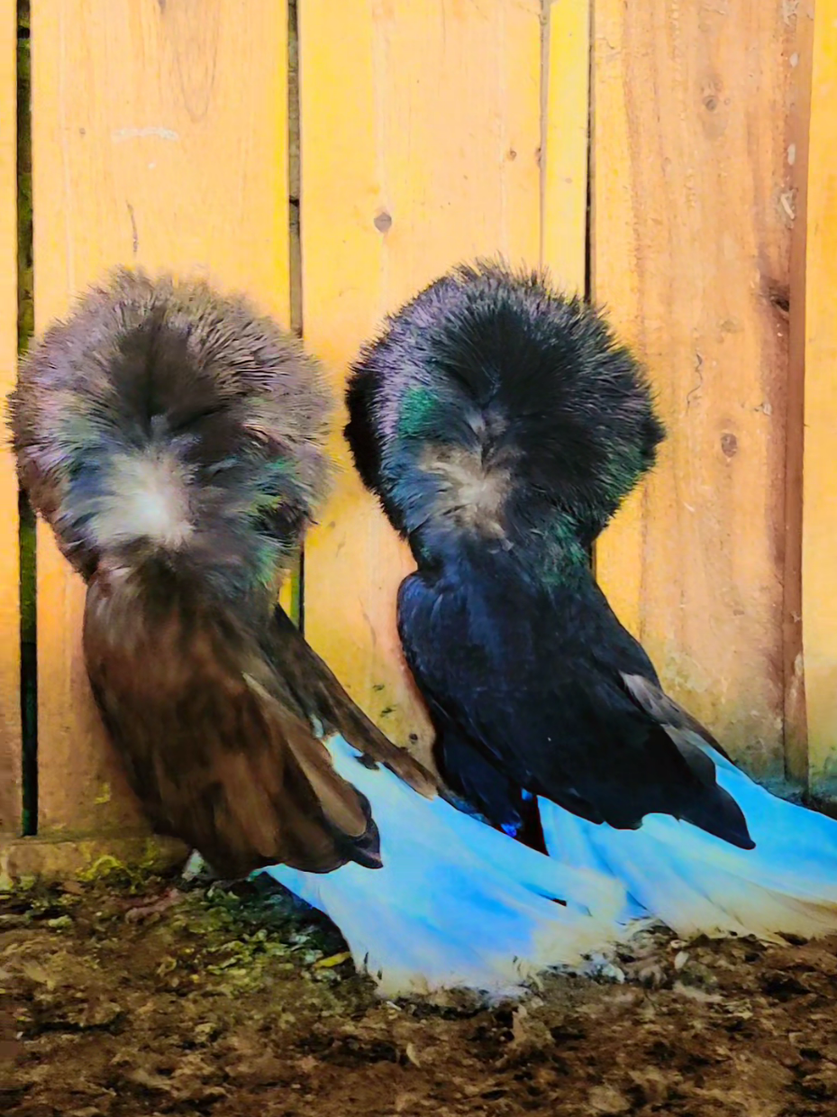 jacobin beauty at MH Breeding Farm #pigeons #pigeonlovers #fancypigeons #jacobinpigeonslover #naqabposhpigeon#pigeonfarming 