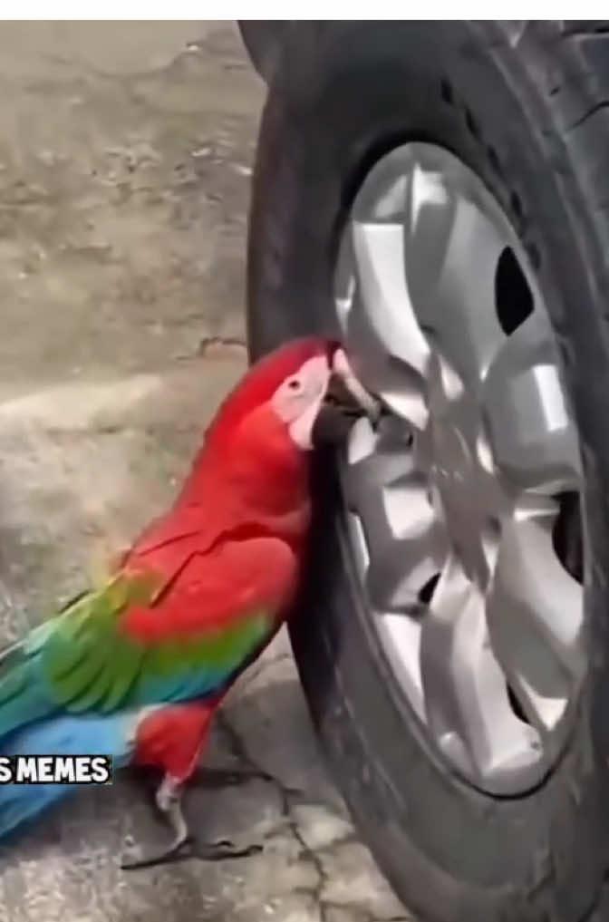 🦜Arara arteira… olha o que ela está aprontando!!! 😂😅 #arara  #passarointeligente  #esvaziandopneu #pneu #engracado #soacreditovendo #incrivel #inacreditavel #impressionante #pet