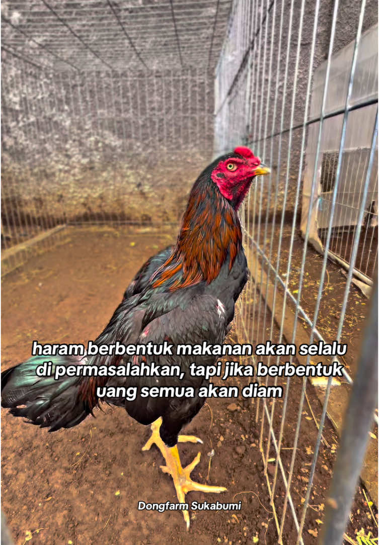 Backbreaker U S A🇺🇸  #dongfarmsukabumi #ayampakhoy #ayamplucker #ayambangkok 