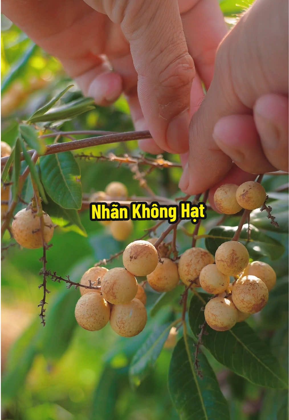 Nhãn Không Hạt Chín Rồi Nè #hienonha 