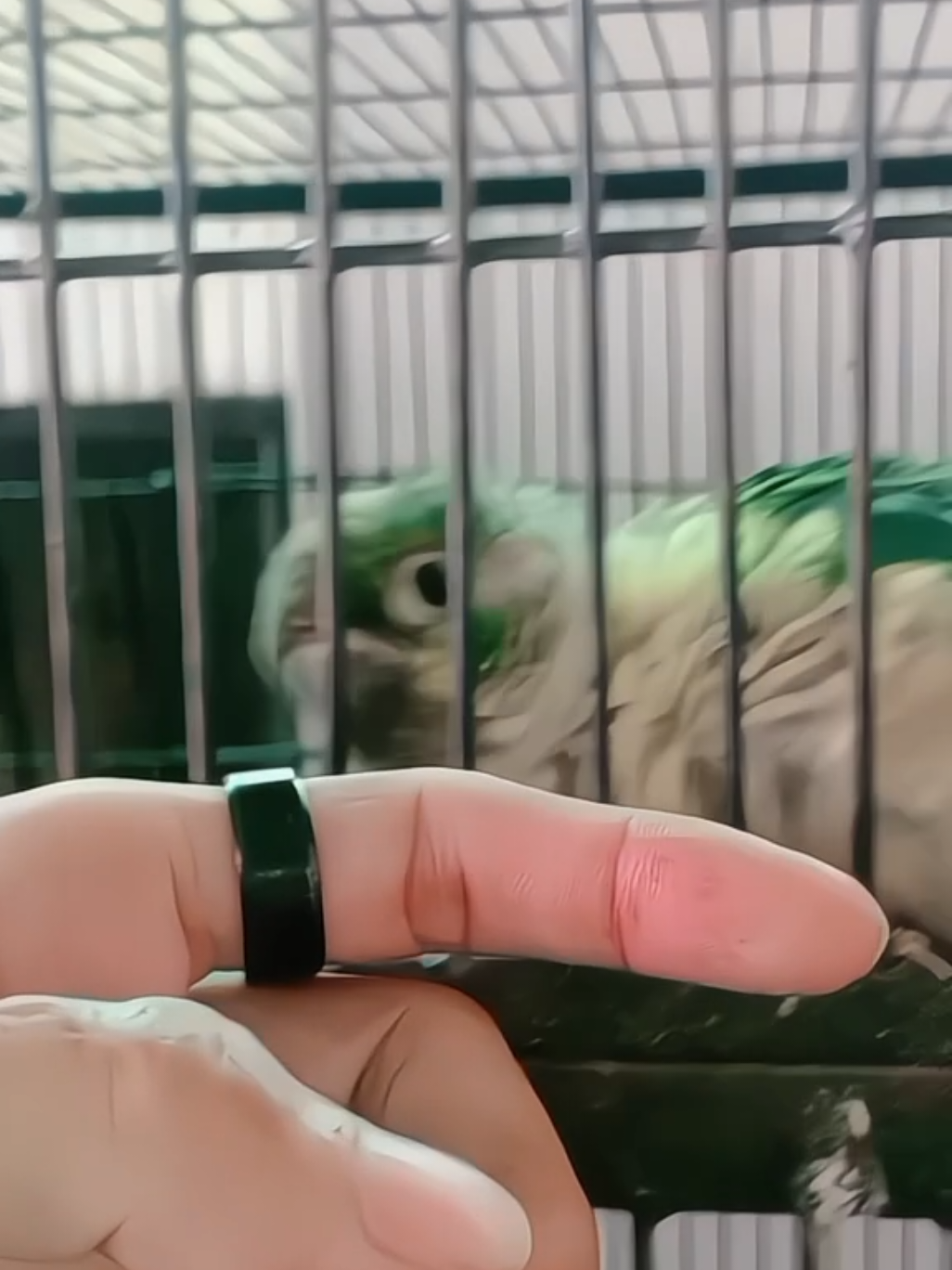 Mastiyaan with Sweet Parrots 🦜💚 #hnziiy #hnziiyofficial1 