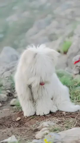 🐶#swabipet #viral #unfreezmyaccount 
