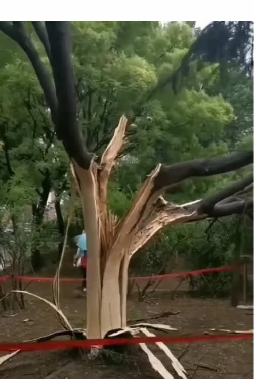 Lighting strikes trees ⚡ #oddlysatisfying #satisfying #lightning #fpyシ